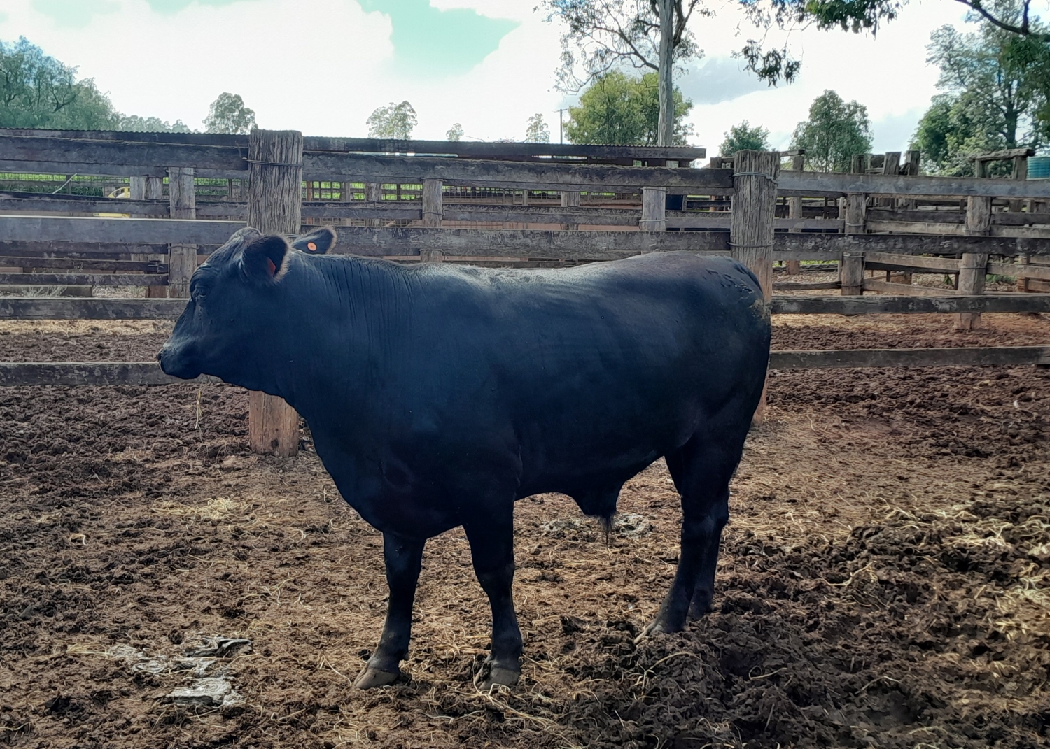 03 12 24 Resized angus cross steer image