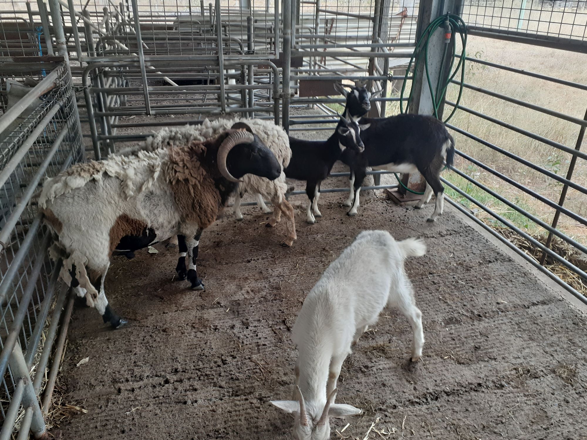 2 10 23 Invitation to offer wattlecamp sheep and goats 2 1