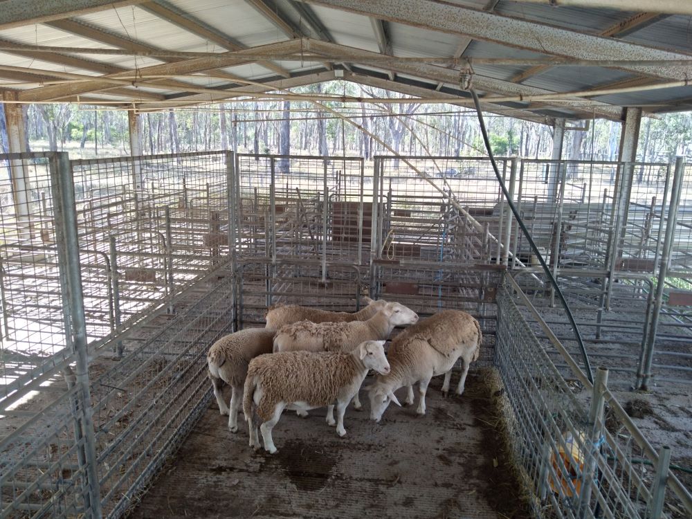 26 06 23 Public notice found five 5 dorper sheep