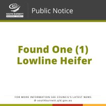 Found One (1) Lowline Heifer