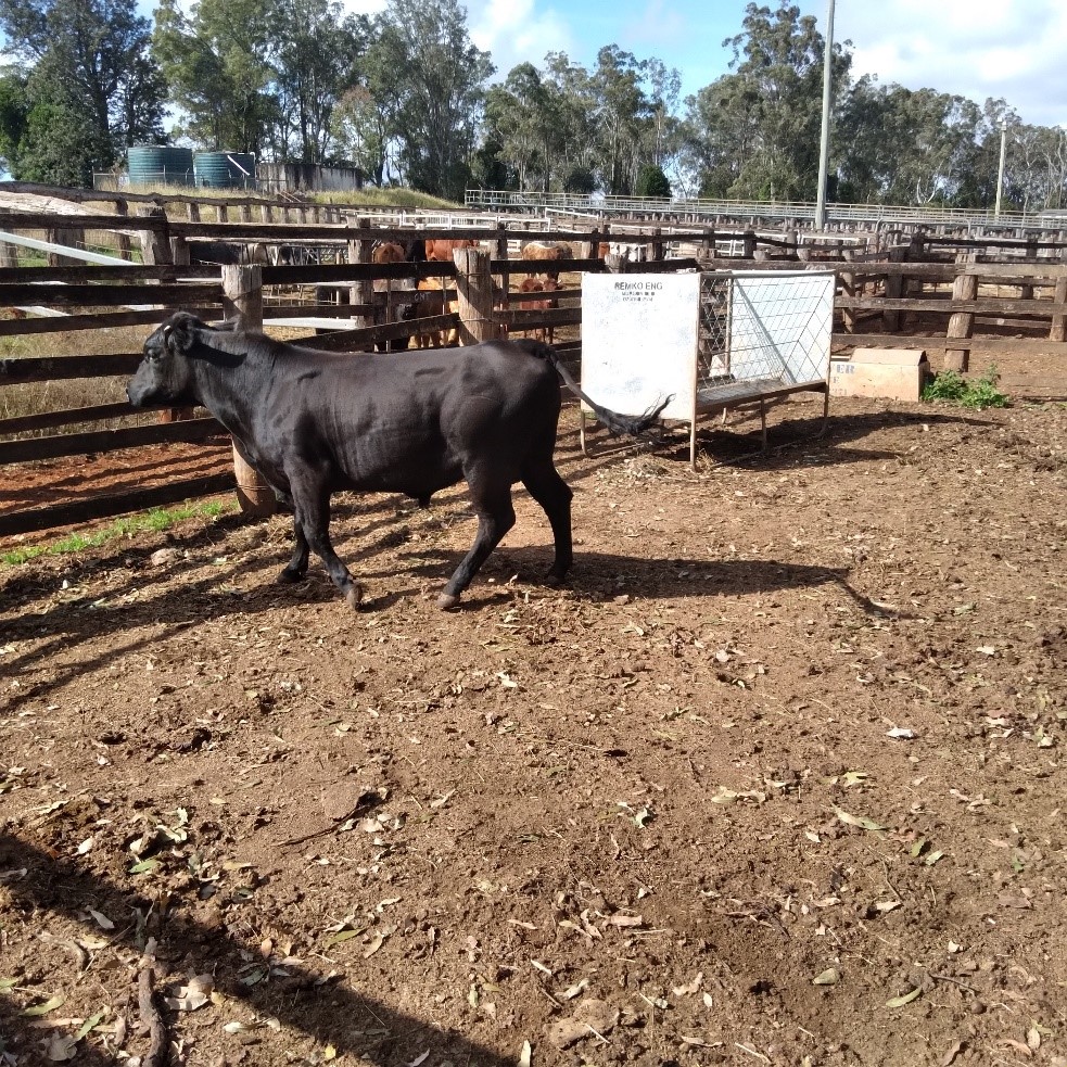 Angus cross bull image 1