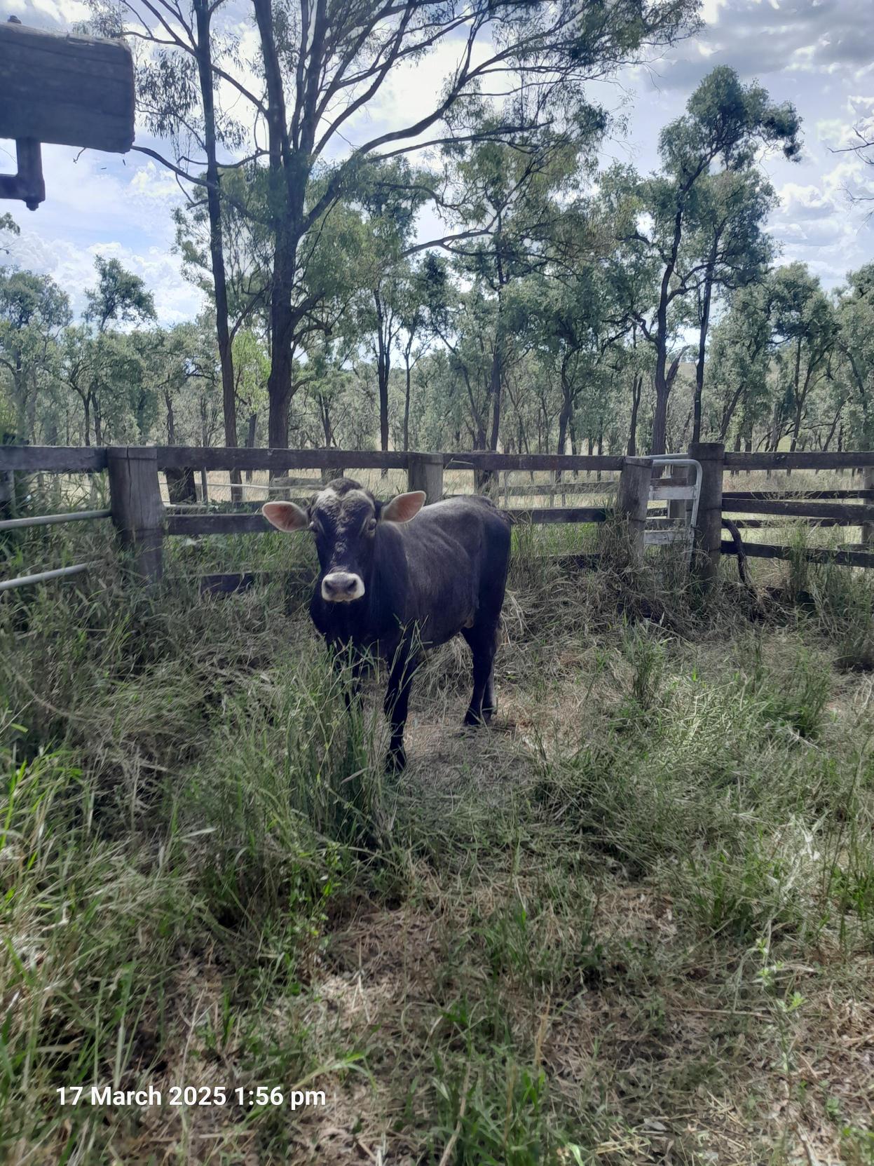 Bazadaise cross bull 1 1