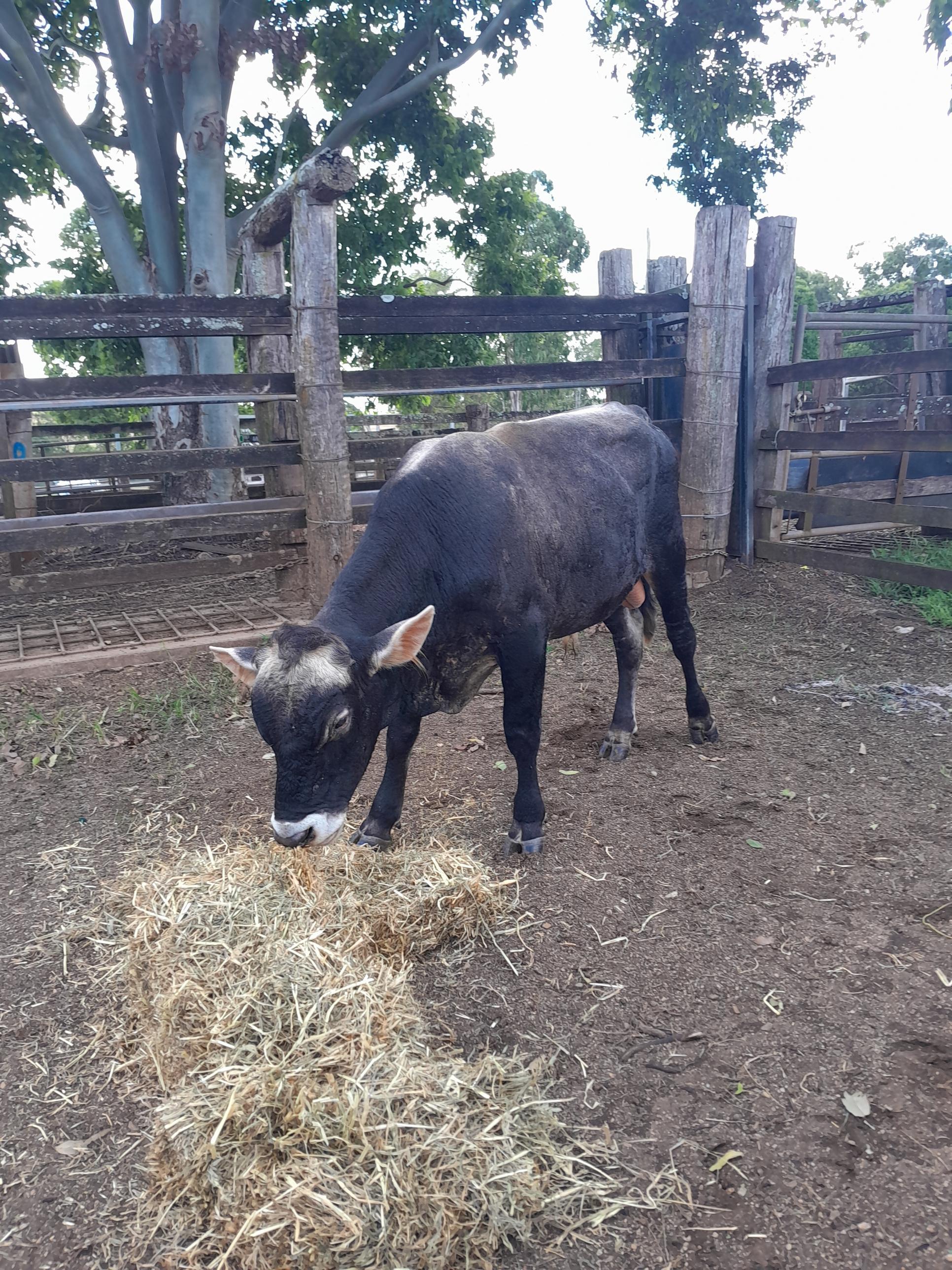 Bazadaise cross bull 2 1