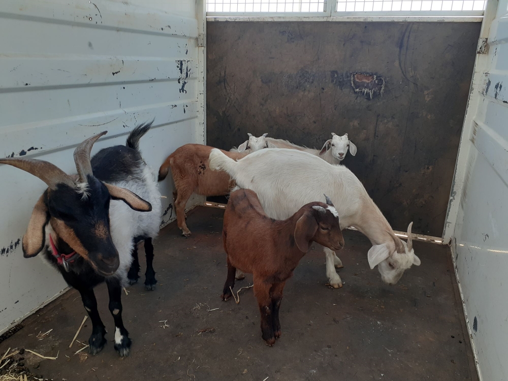 Found 5 goats