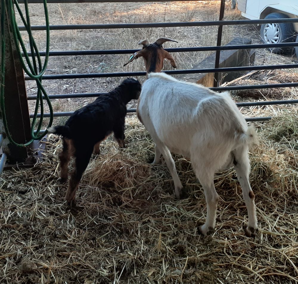 Goats 1 1