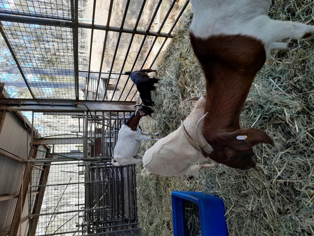 Invitation to offer 7 goats image