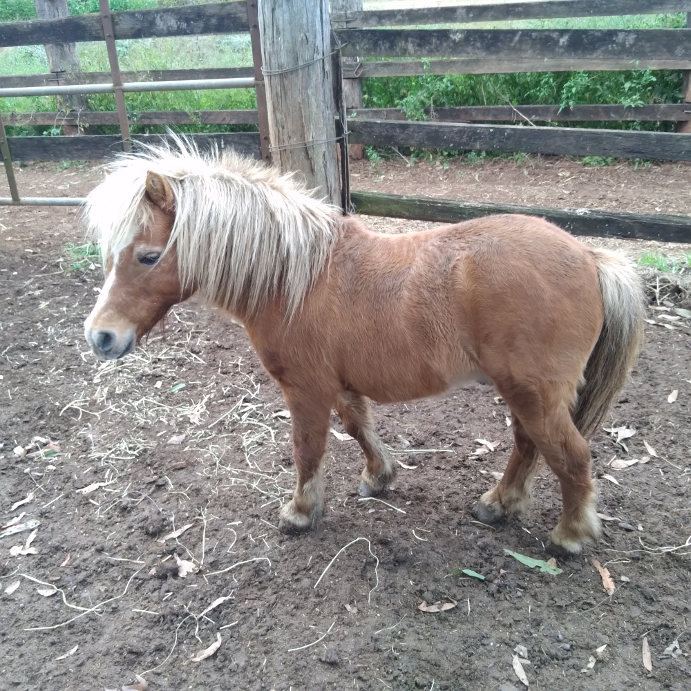 found one 1 miniature stallion pony image