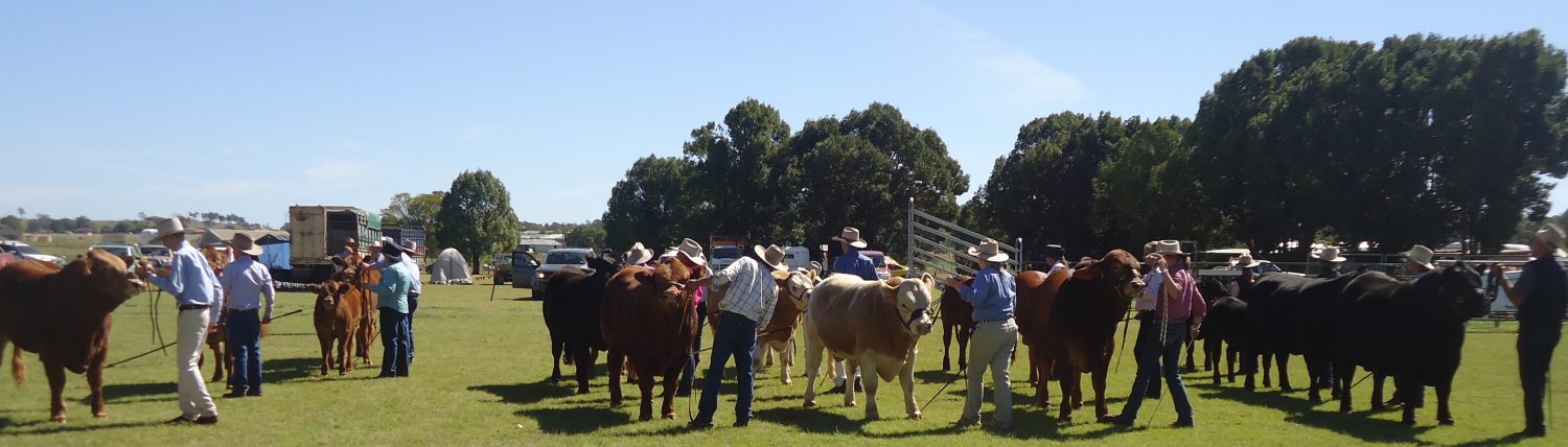 Kingaroy Show